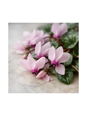 Cyclamen