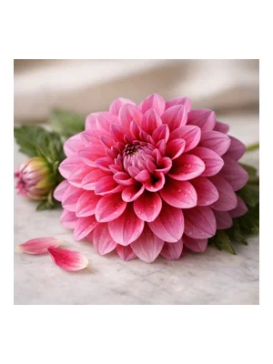 Dahlia