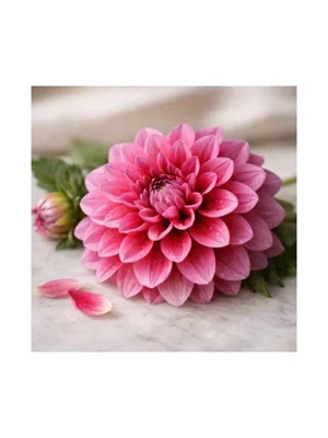 Dahlia