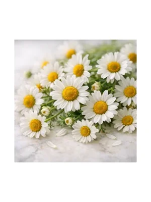 Daisy