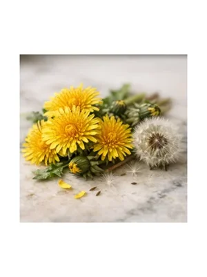 Dandelion
