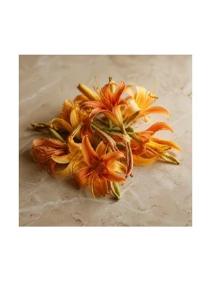 Daylily