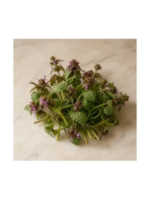 Deadnettle
