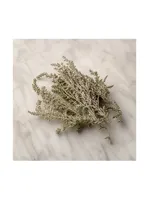 Desert Sagebrush