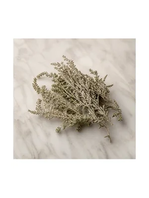 Desert Sagebrush