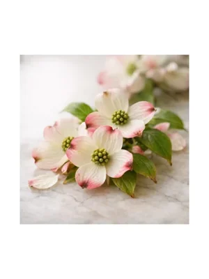 Dogwood Blossom