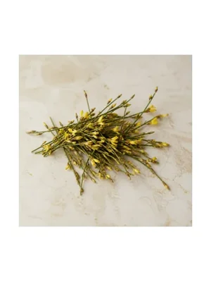 Dyer's-Broom
