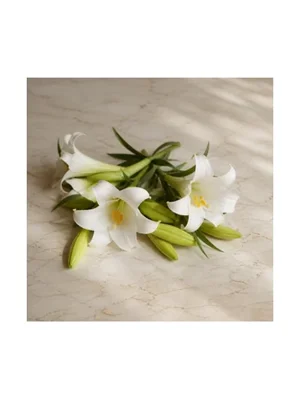 Easter Lily