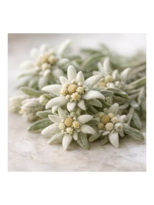 Edelweiss