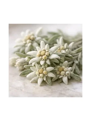 Edelweiss