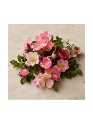 Eglantine Rose