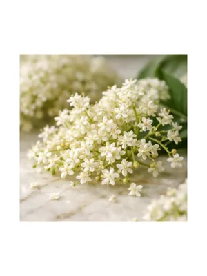 Elderflower