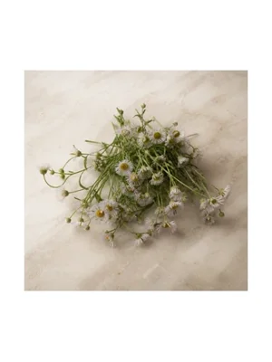 Erigeron (Fleabane)
