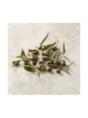 Eucalyptus Acorn