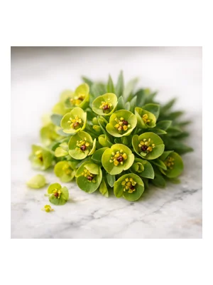 Euphorbia