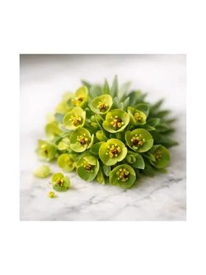 Euphorbia