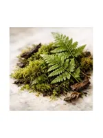 Fern