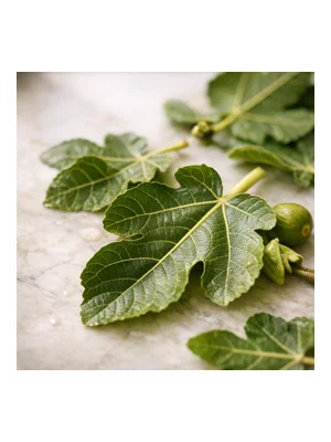 Fig Leaf