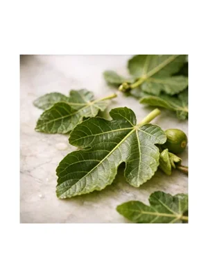 Fig Leaf