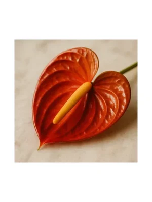 Flamingo Flower (Anthurium)