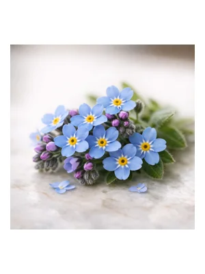 Forget Me Not