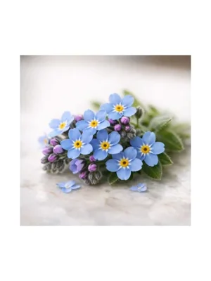 Forget Me Not