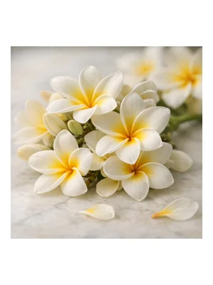 Frangipani