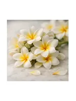 Frangipani