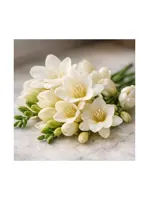 Freesia