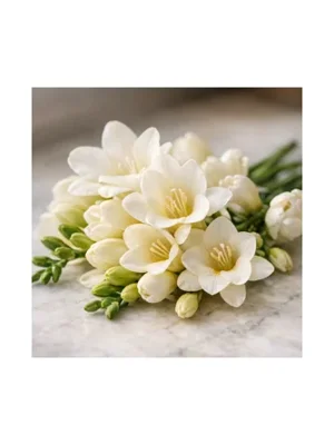 Freesia