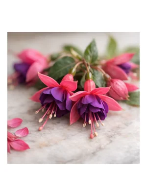 Fuchsia