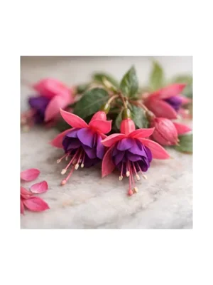 Fuchsia