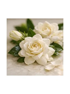 Gardenia