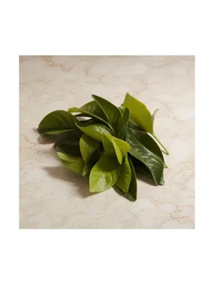 Gardenia Leaf