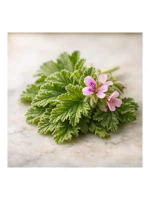 Geranium