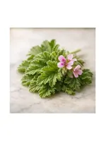 Geranium