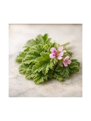 Geranium