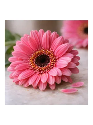 Gerbera