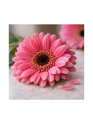 Gerbera