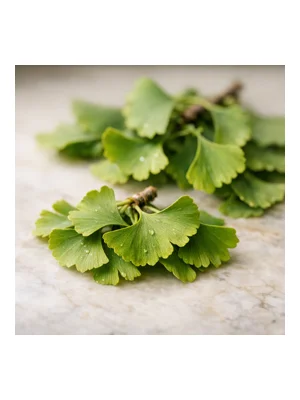 Ginkgo