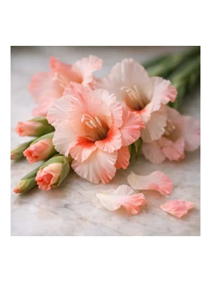 Gladiolus