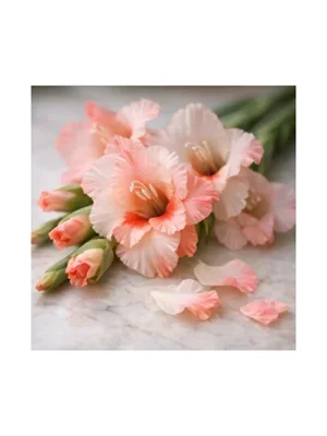 Gladiolus