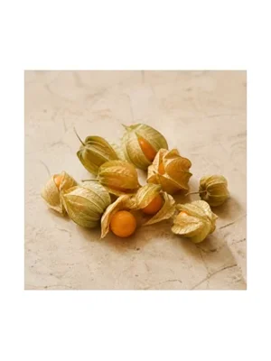 Ground Cherry