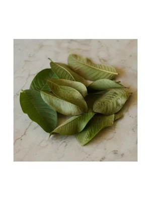 Guava Leaf