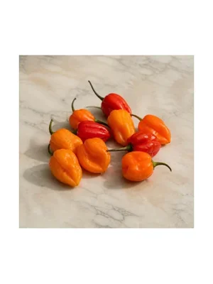 Habanero Chili