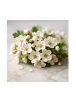 Hawthorn