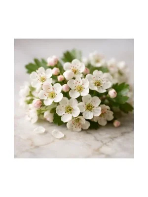 Hawthorn
