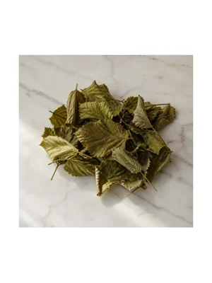 Hazelnut Leaf