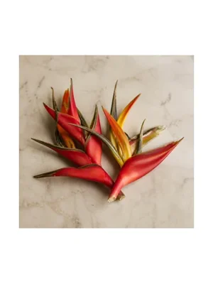 Heliconia