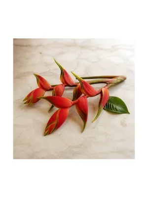 Heliconia